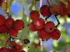 Late Cherries